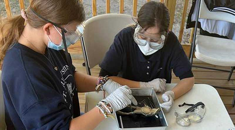 Frog Dissections in science classes